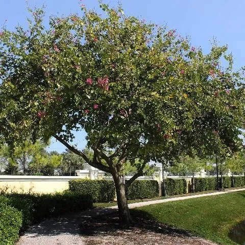 thumbnail for publication: Bauhinia variegata: Orchid Tree